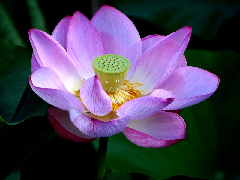 lotus
